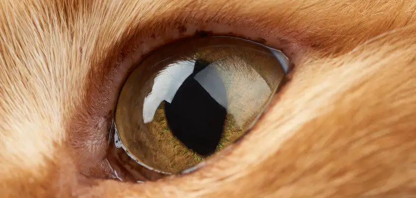 łzawienie oka u kota