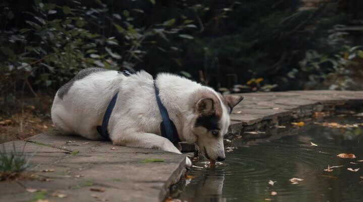 pies pije dużo wody