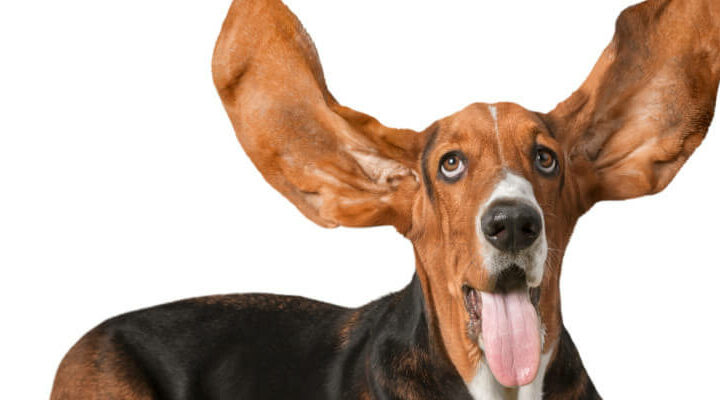 pies z długimi uszami