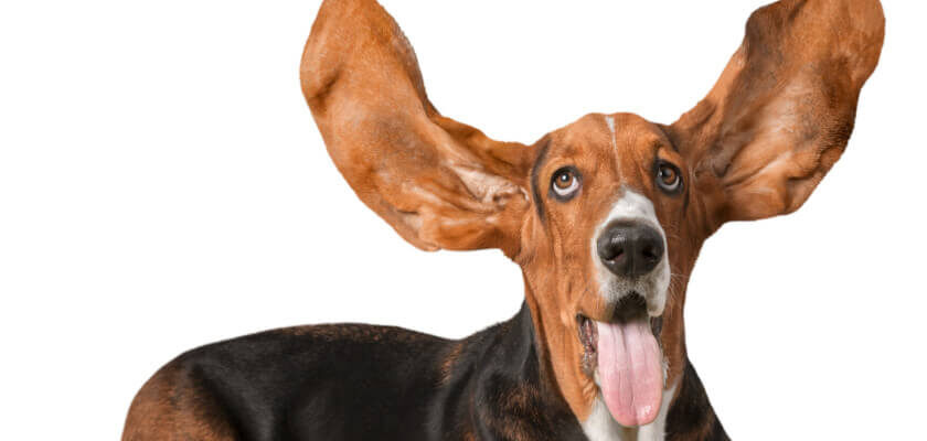 pies z długimi uszami