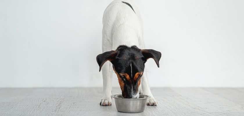 układ pokarmowy psa
