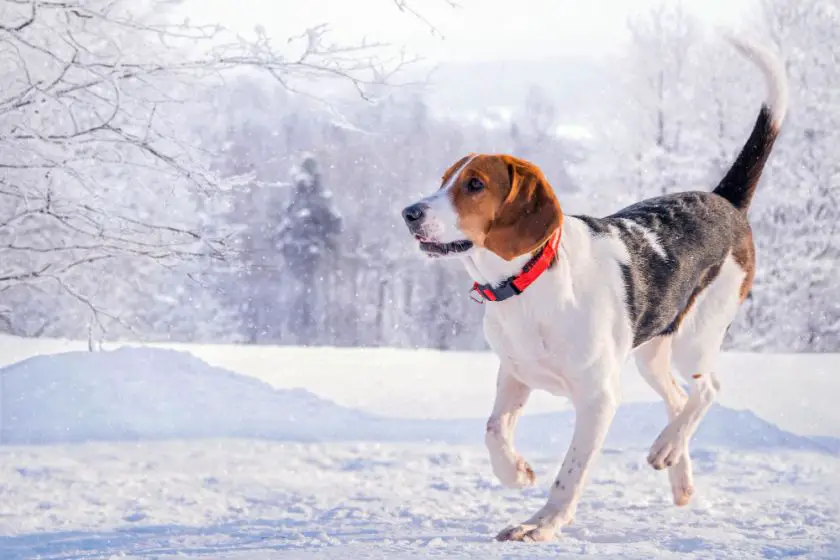 Beagle i zmiana w ich przeznaczeniu