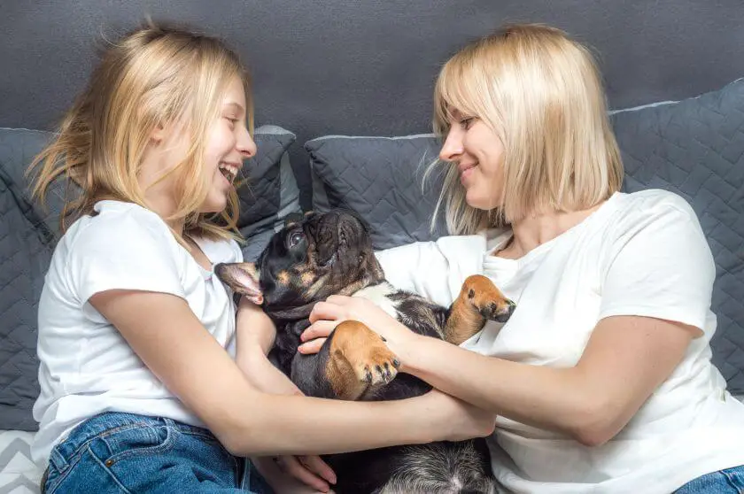 buldog francuski 11 buldogi francuskie, czyli psy dla dzieci i seniorów
