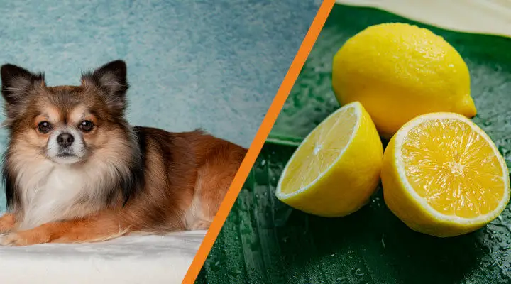 czy pies może jeść cytrynę