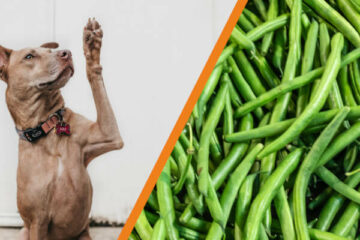 czy pies może jeść fasolkę szparagową