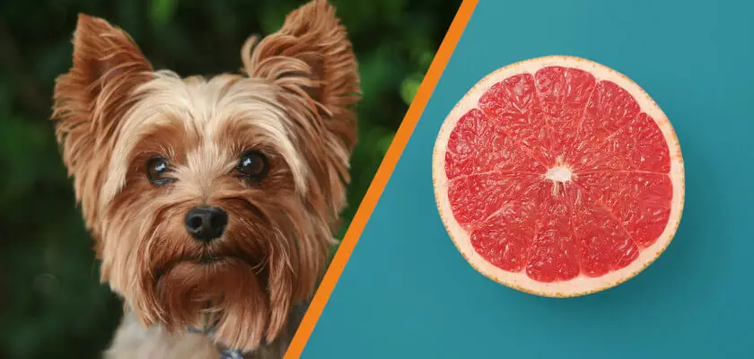 czy pies może jeść grejpfruta