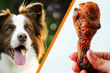 czy pies może jeść kości z kurczaka