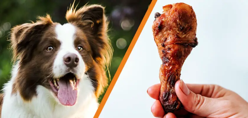 czy pies może jeść kości z kurczaka