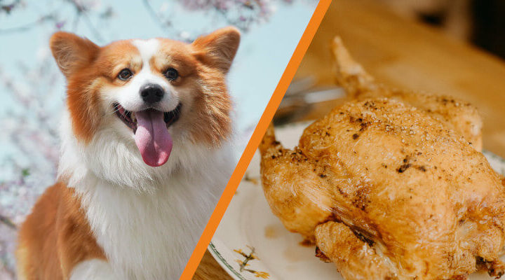 czy pies może jeść kurczaka