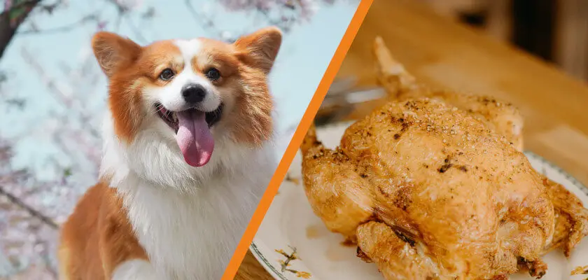 czy pies może jeść kurczaka