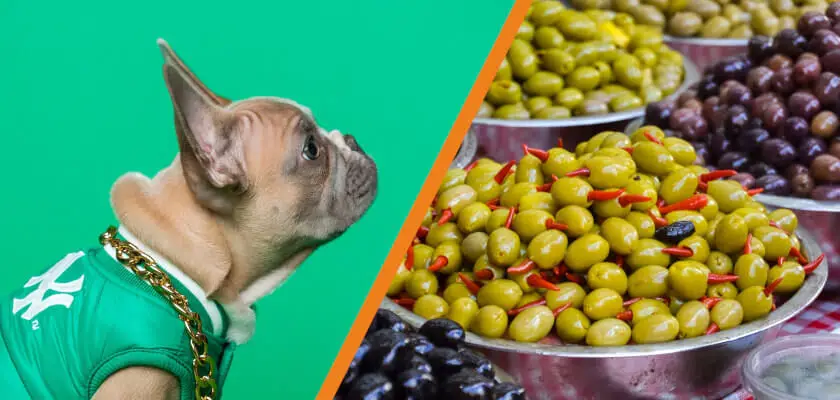 czy pies może jeść oliwki