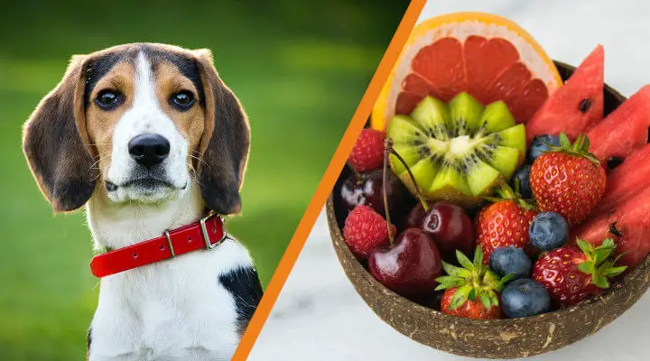 czy pies może jeść owoce