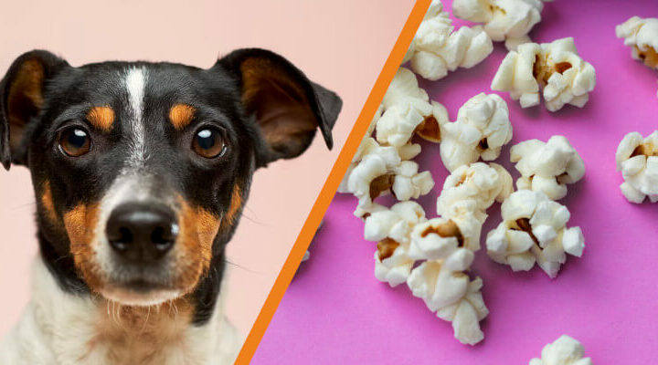 czy pies może jeść popcorn