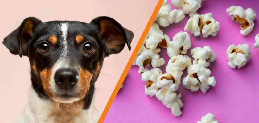 czy pies może jeść popcorn