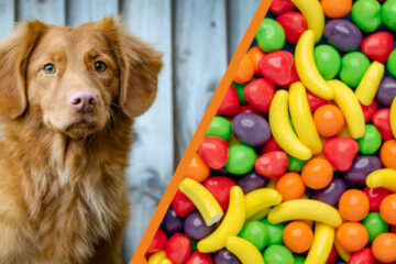 czy pies może jeść słodycze