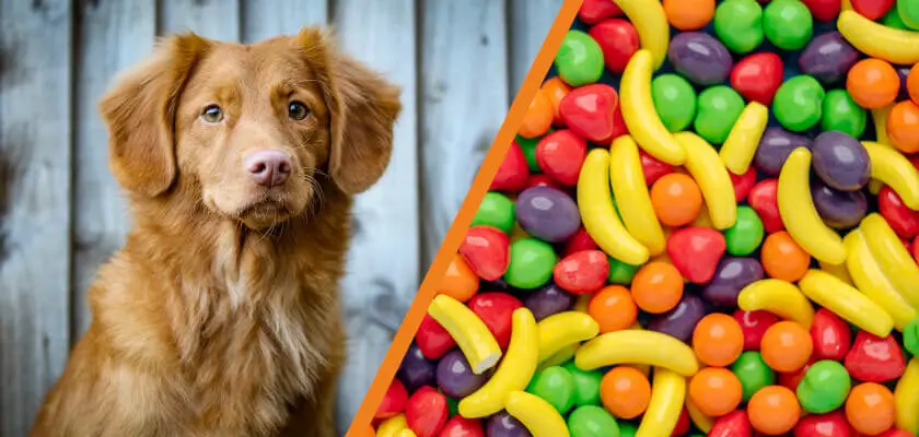 czy pies może jeść słodycze