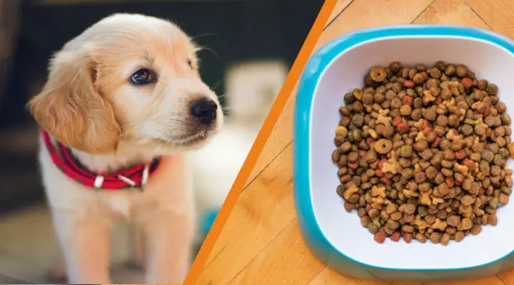 czy pies może jeść tylko suchą karmę
