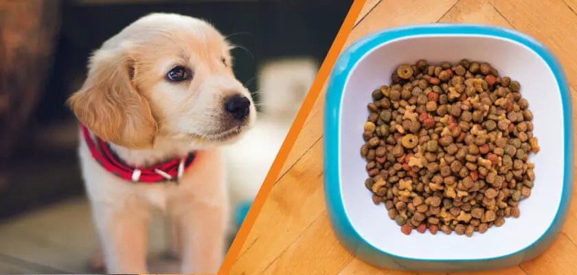 czy pies może jeść tylko suchą karmę