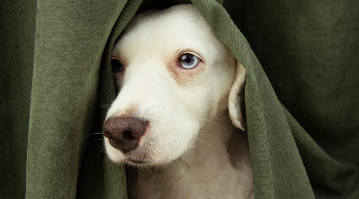 dom tymczasowy dla psa z ukrainy biały pies wyglądający spod zasłony