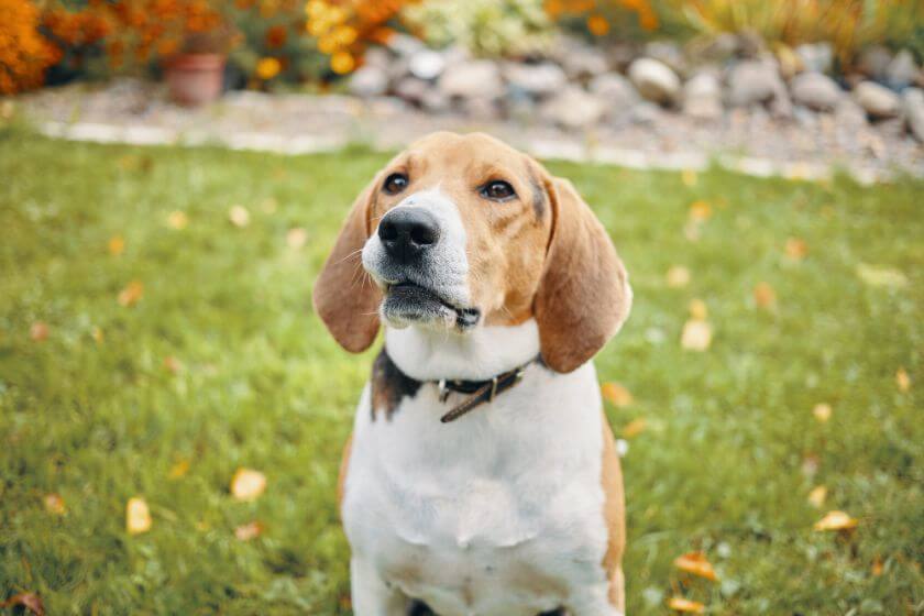 Historia powstania wzorca psa beagle