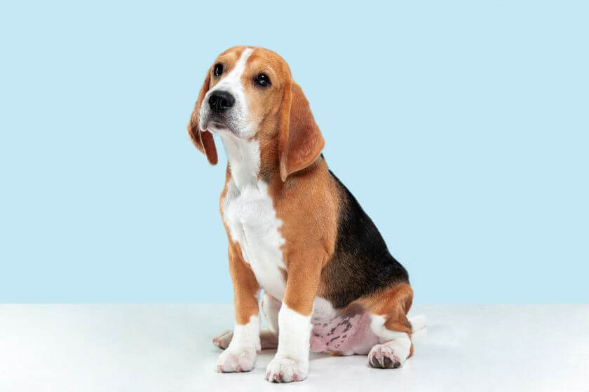 jak dbać o sierść psa beagle i jego dietę?
