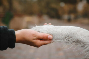jak pomagać lokalnie zwierzętom z ukrainy człowiek trzyma łape psa