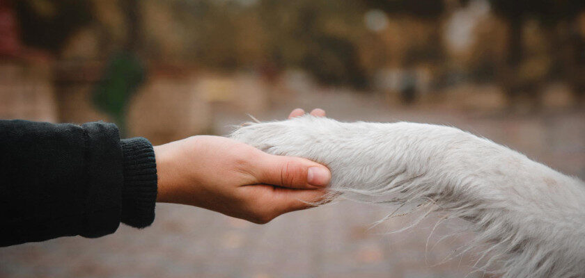 jak pomagać lokalnie zwierzętom z ukrainy człowiek trzyma łape psa