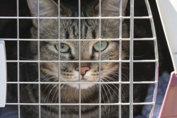 jak przywieźć więcej niż 5 zwierząt z Ukrainy kot w transporterze patrzy w obiektyw