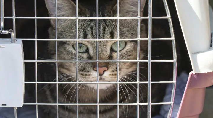 jak przywieźć więcej niż 5 zwierząt z Ukrainy kot w transporterze patrzy w obiektyw