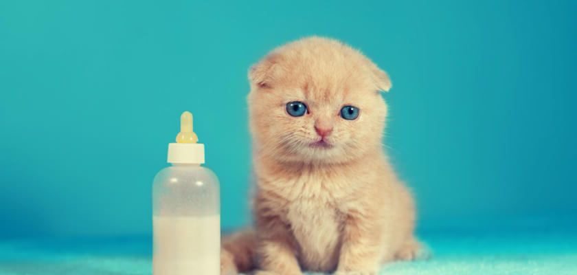 karmienie małego kotka