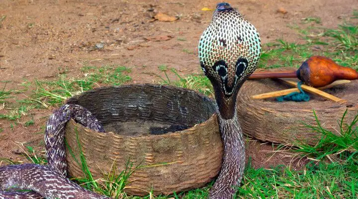 kobra indyjska