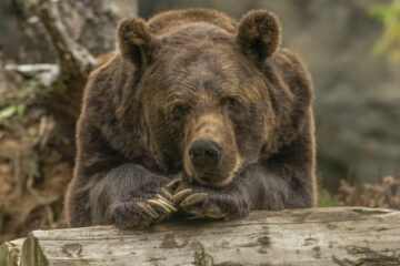 Ogrody zoologiczne w Ukrainie pomoc niedźwiedź przy drzewie