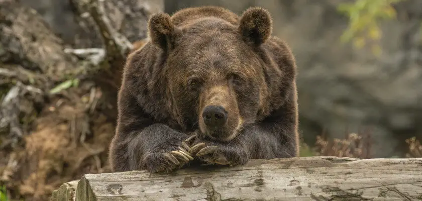 ogrody zoologiczne w ukrainie pomoc niedźwiedź przy drzewie