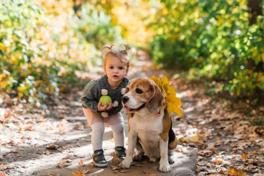 Pies beagle i dziecko