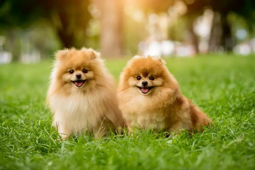 Psy rasy pomeranian na trawniku