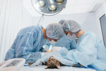 sterylizacja kotki za darmo