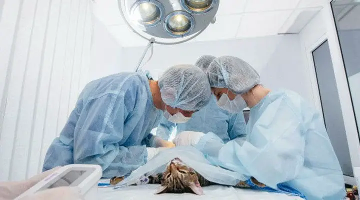 sterylizacja kotki za darmo