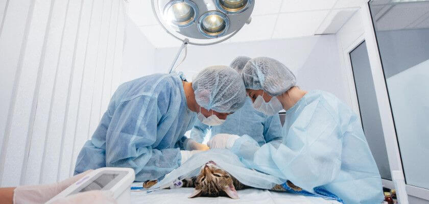 sterylizacja kotki za darmo 2022 – akcja sterylizacji i kastracji zwierząt finansowana przez urząd miasta. sprawdź, jak uzyskać bezpłatny zabieg!