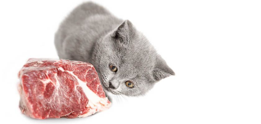 surowe mięso dla kota