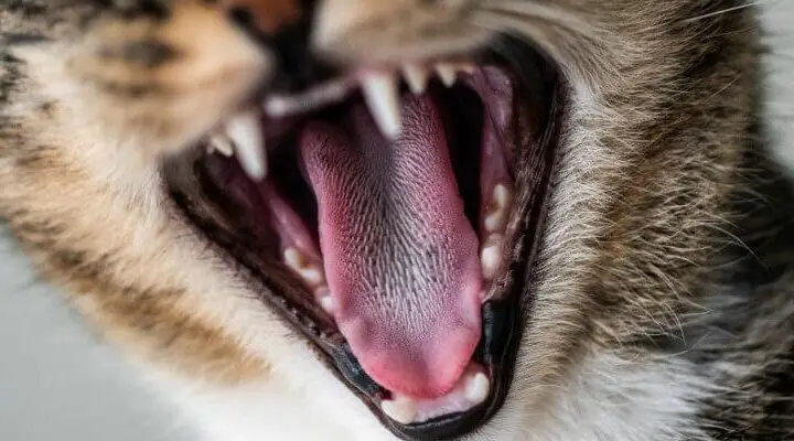 wypadanie zębów u kota