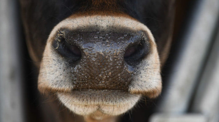 zwierzęta gospodarskie z ukrainy pomoc krowa wystawia pysk z obory
