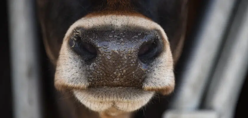 zwierzęta gospodarskie z ukrainy pomoc krowa wystawia pysk z obory