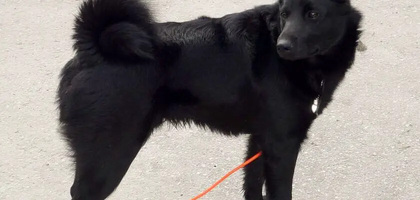 elkhund czarny
