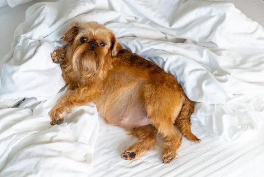 gryfonik brukselski pies na łóżku