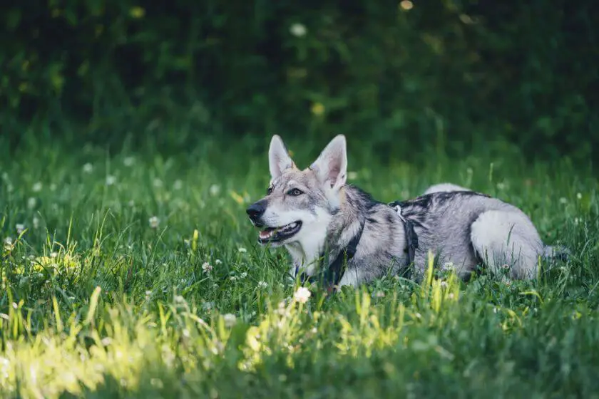 saarlooswolfhond leży na trawie