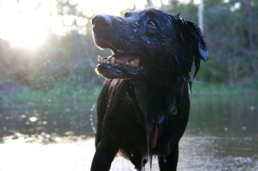 labrador czarny - zabawy