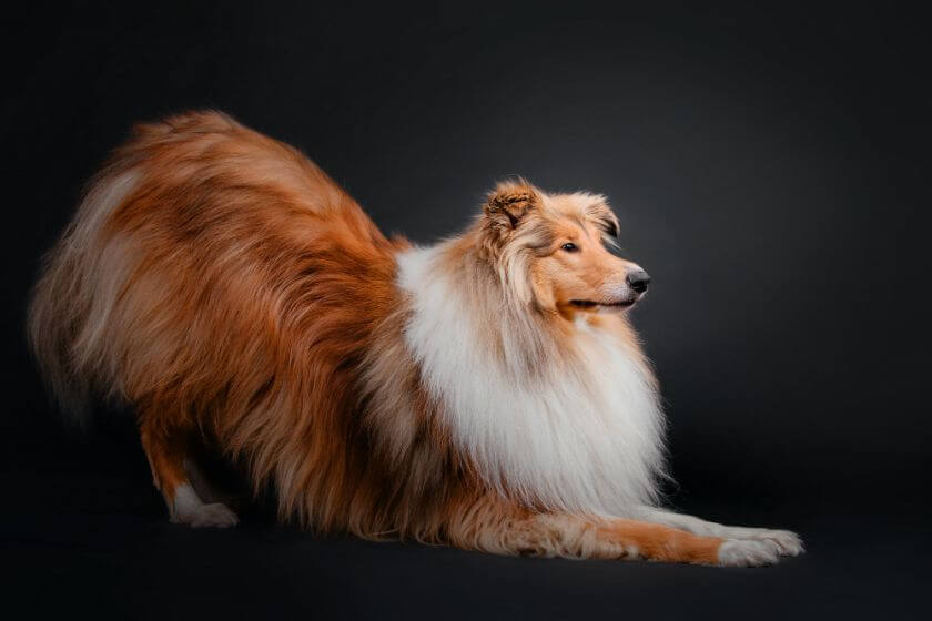 Owczarek szkocki długowłosy i krótkowłosy – czym różnią się te psy?