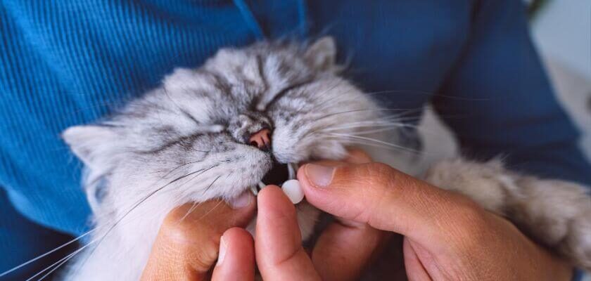 paracetamol na koty