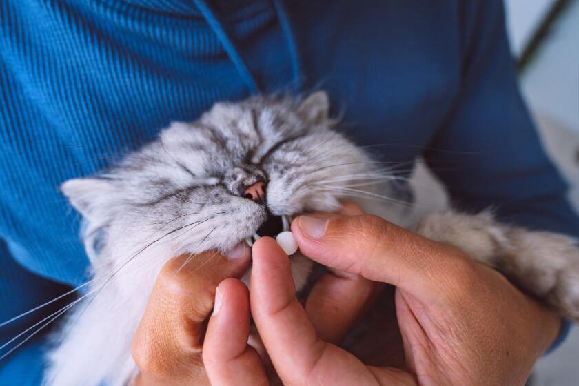 paracetamol na koty