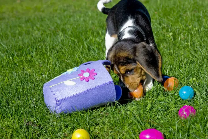 Pies zbiera wielkanocne jajka